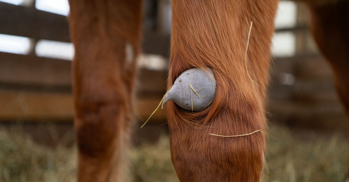 How to Remove Horse Chestnuts