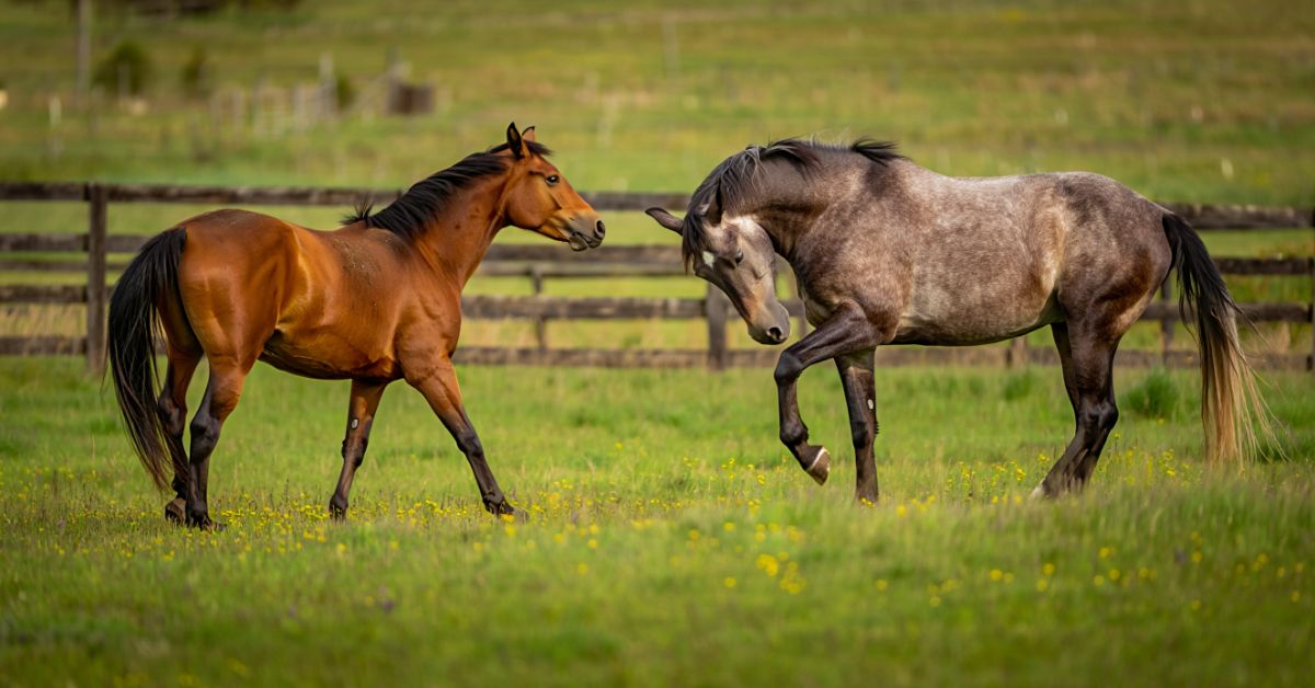 How to Stop a Horse From Bullying Other Horses