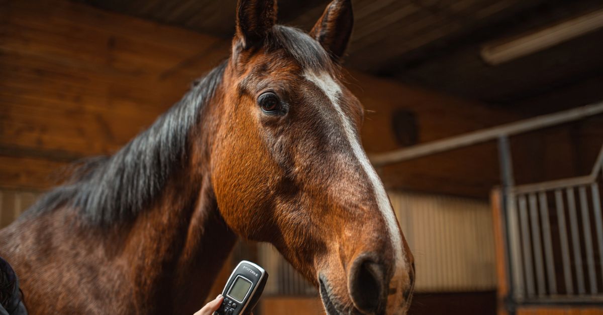 How to Take a Horses Temperature Safely and Accurately