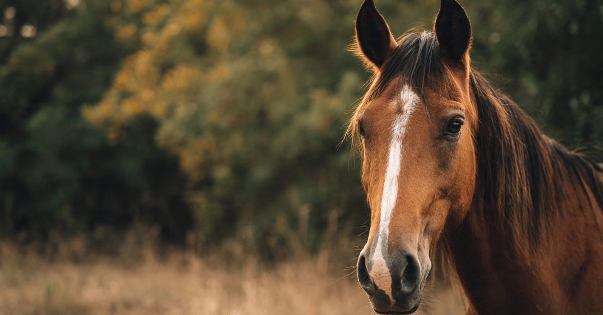 How to Tell If a Horse Is Happy