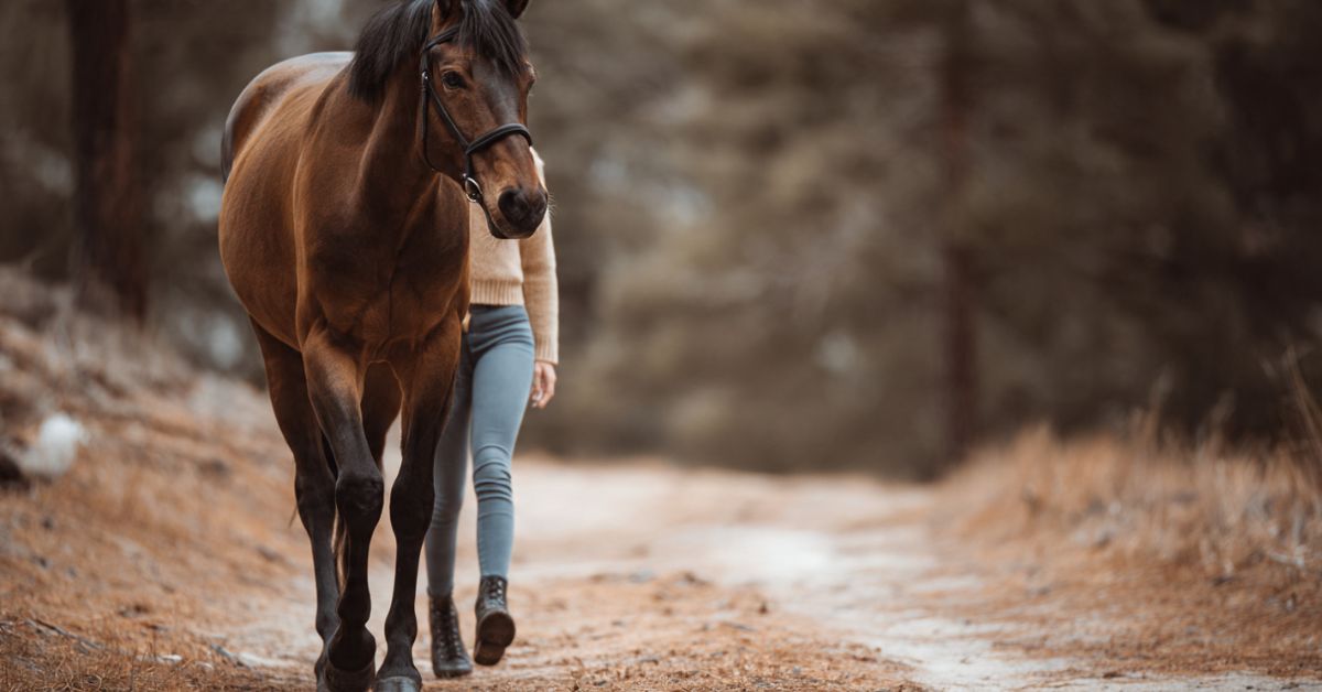 How to Tell if a Horse Is Lame