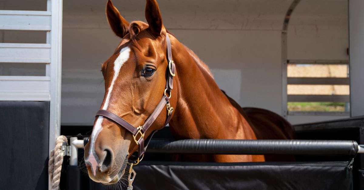 How to Tie a Horse to a Post