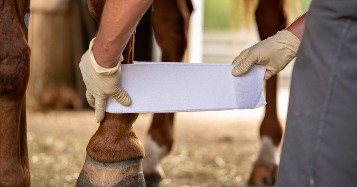 How to Wrap a Horse's Leg