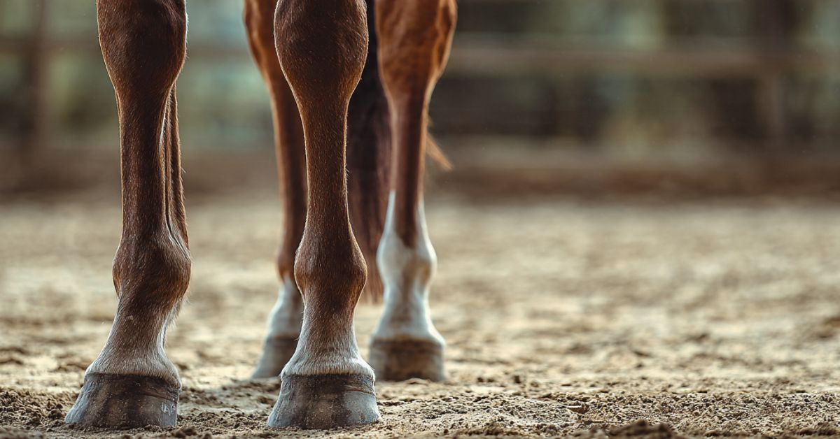 How to strengthen weak pasterns in horses