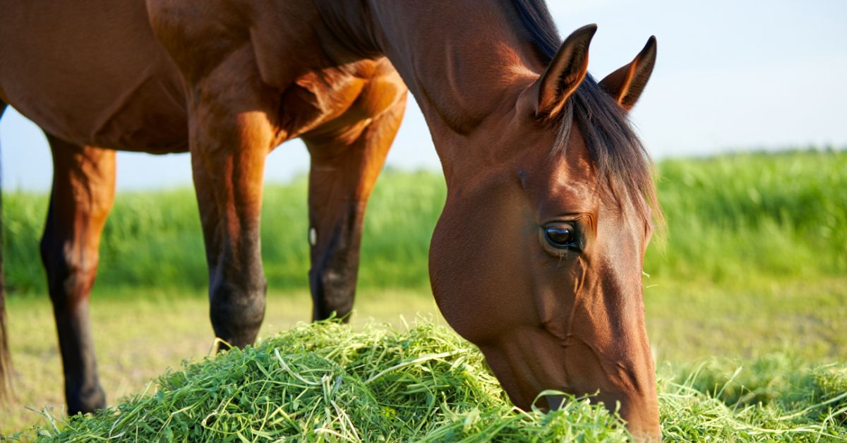 Is Alfalfa Good for Horses