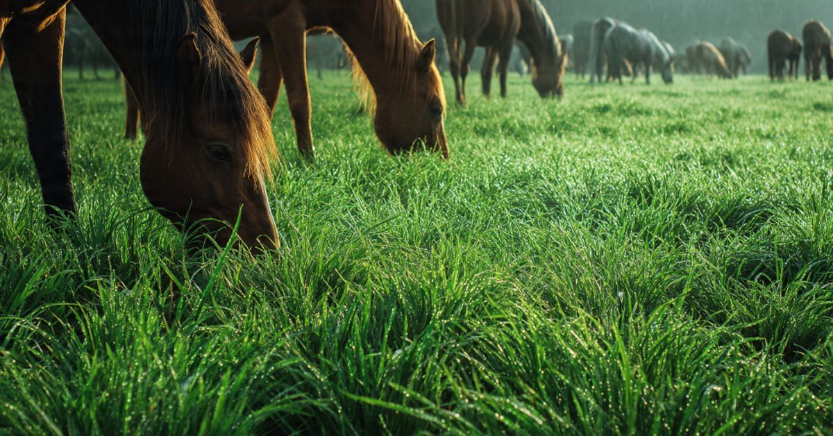 Is Bermuda Grass Good for Horses