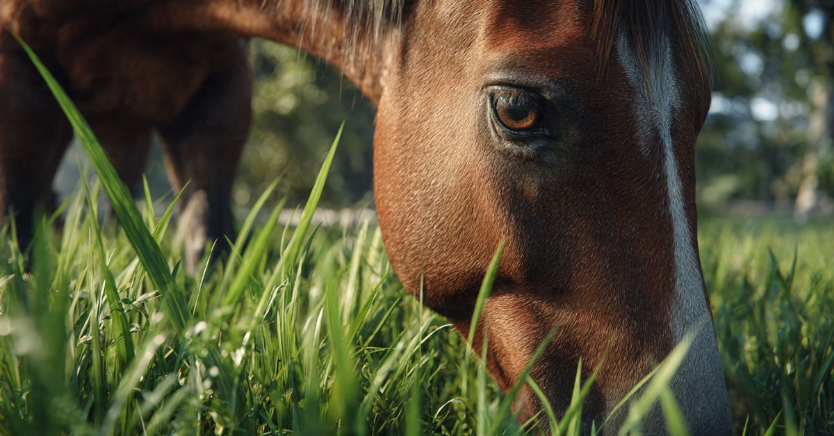 Is Bermuda Hay Good for Horses