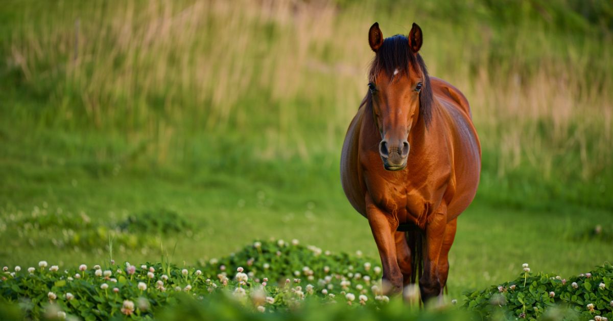 Is Clover Bad for Horses