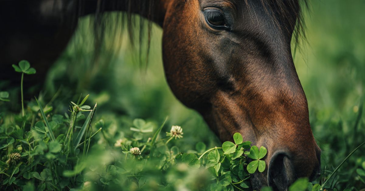 Is Clover Good for Horses