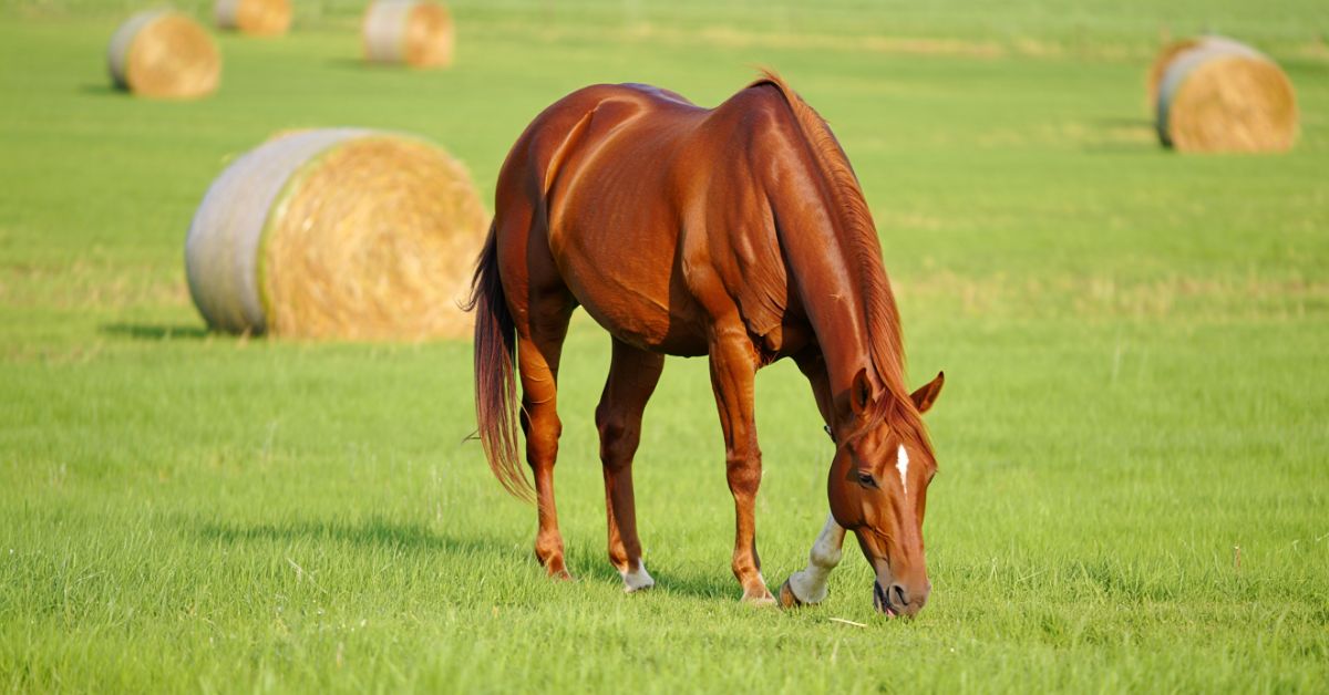 Is Fescue Hay Good for Horses