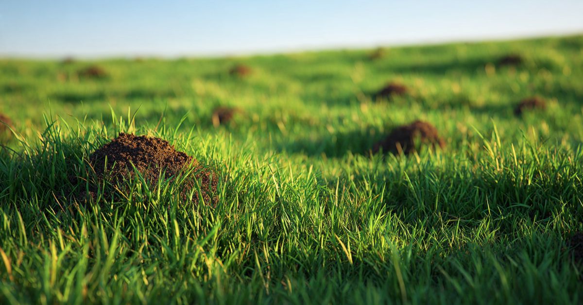 Is Horse Manure Good for Grass
