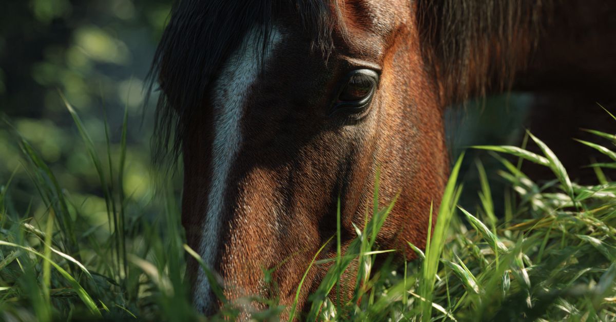 Is Oat Hay Good for Horses