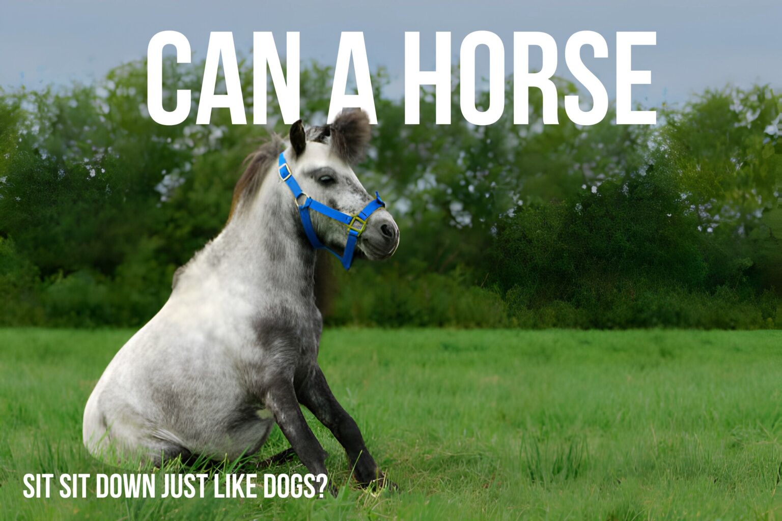 The Equine Enigma: Can a Horse Sit Down Just Like Dogs?