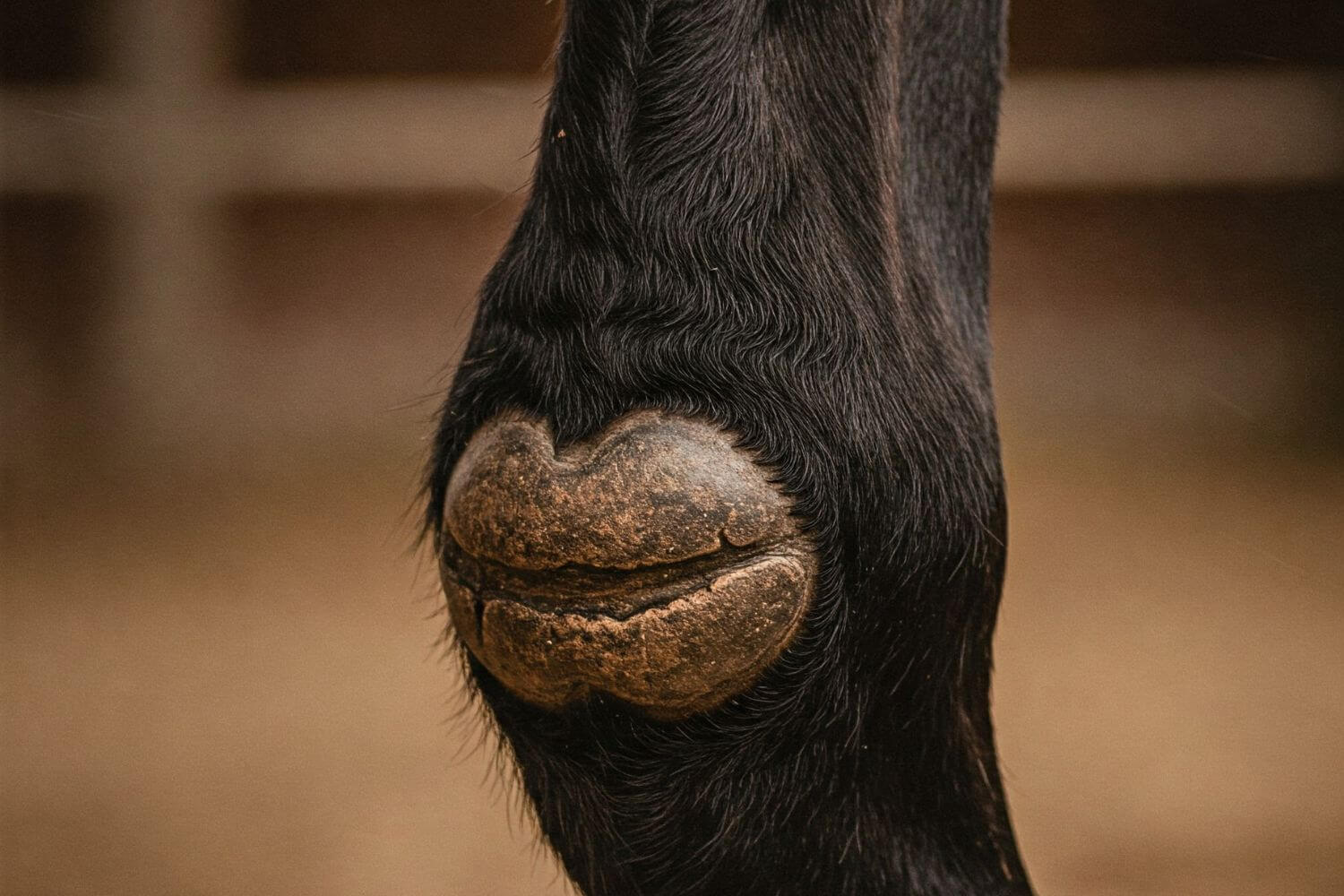 What are Chestnuts on Horses? A Complete Guide