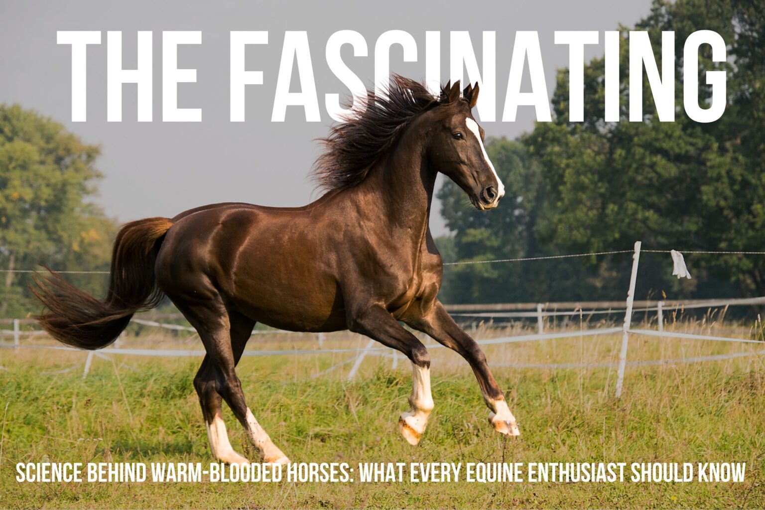 What is warm blood horse?