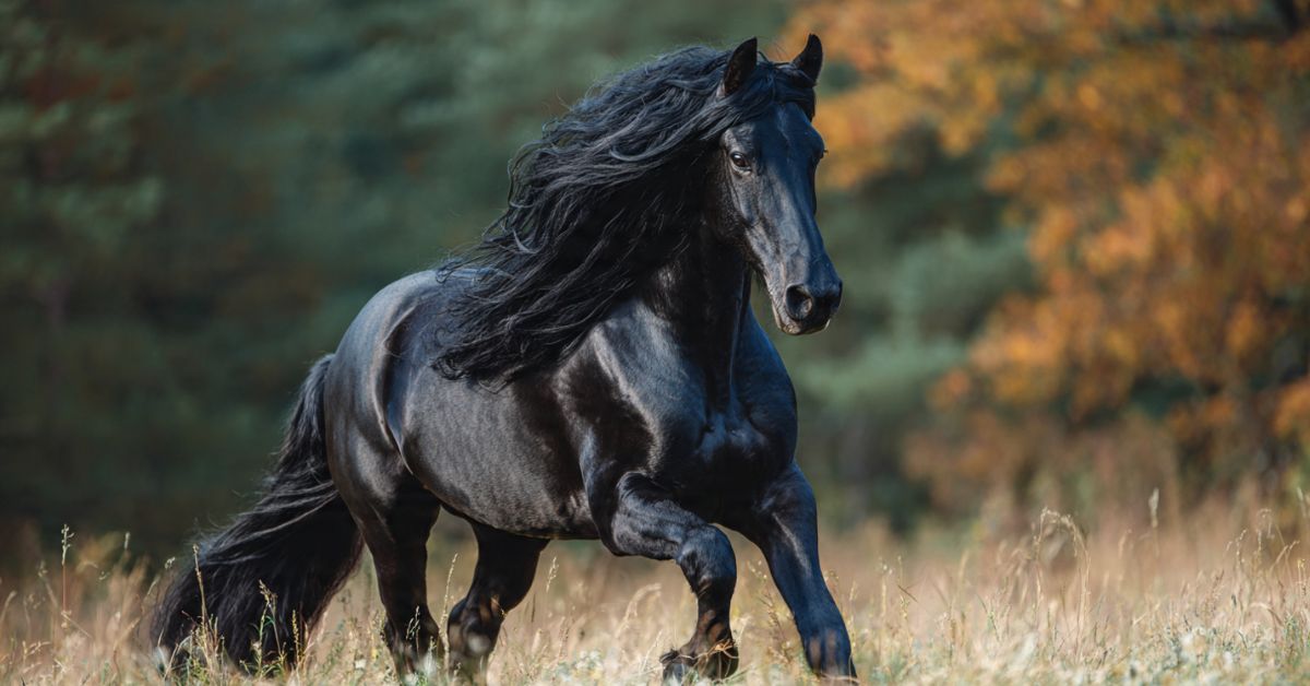 What Are Friesian Horses Used For