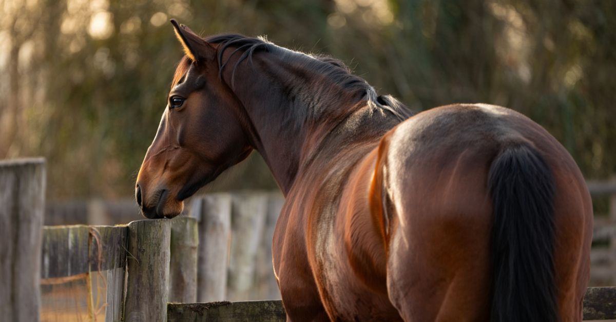 What-Causes-Swayback-in-Horses-Understanding-Lordosis-and-How-to-Help-Your-Equine-Friend 
