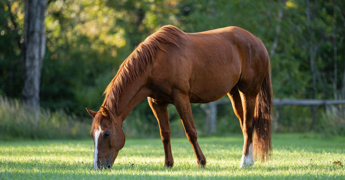 What Color Is a Sorrel Horse