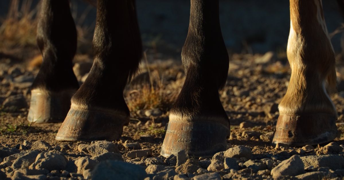What Do Wild Horse Hooves Look Like
