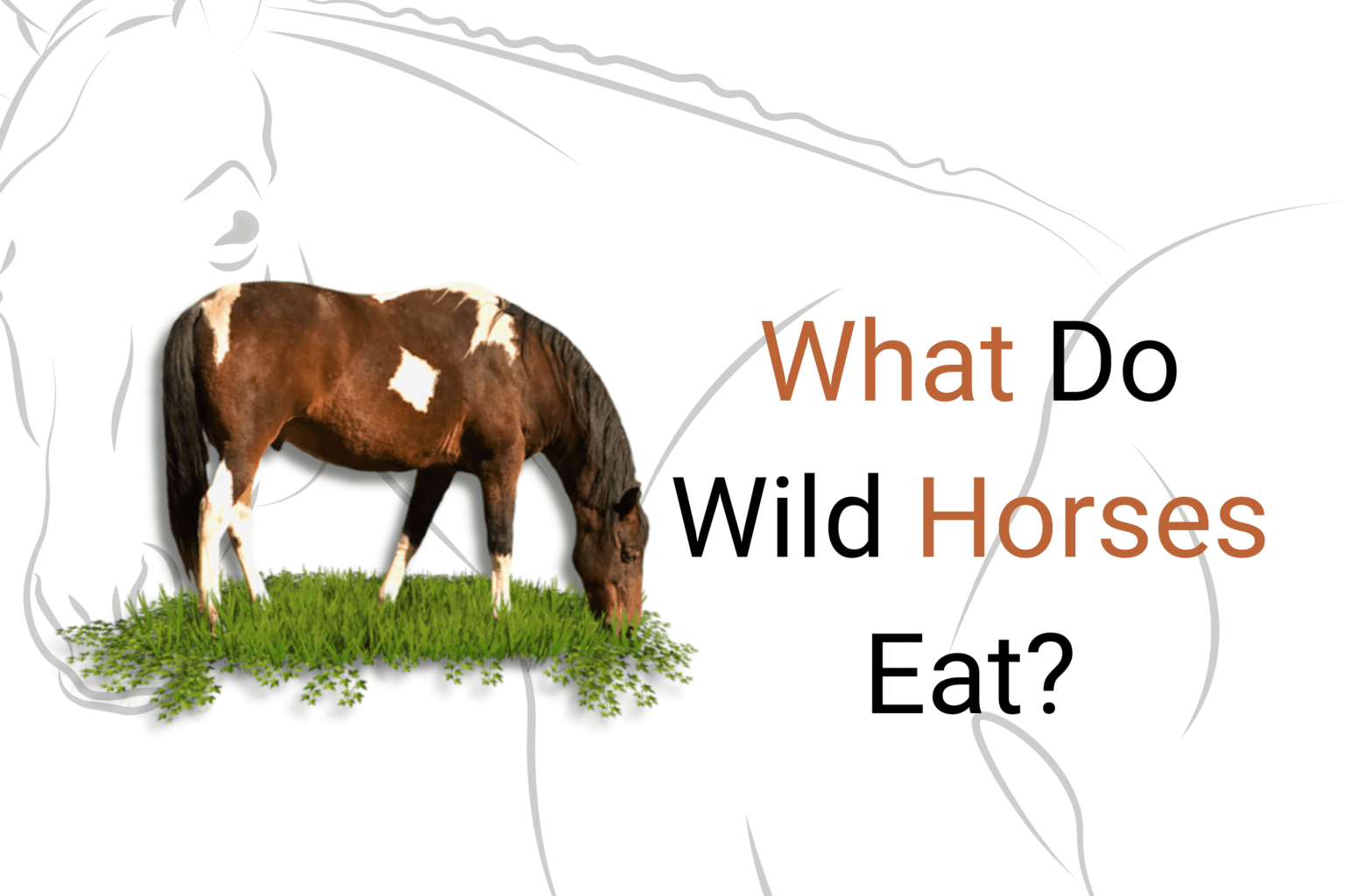 What Do Wild Horses Eat