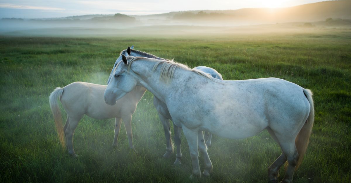 What Does It Mean When You Dream with Horses