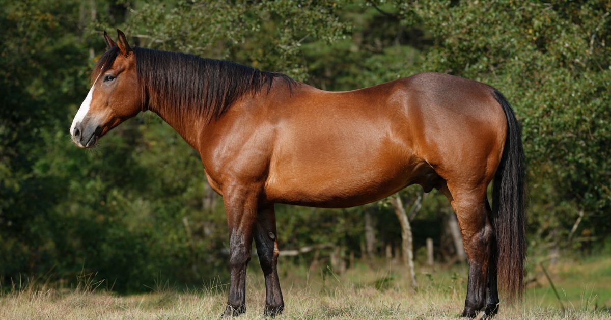 What Does the Average Horse Weigh