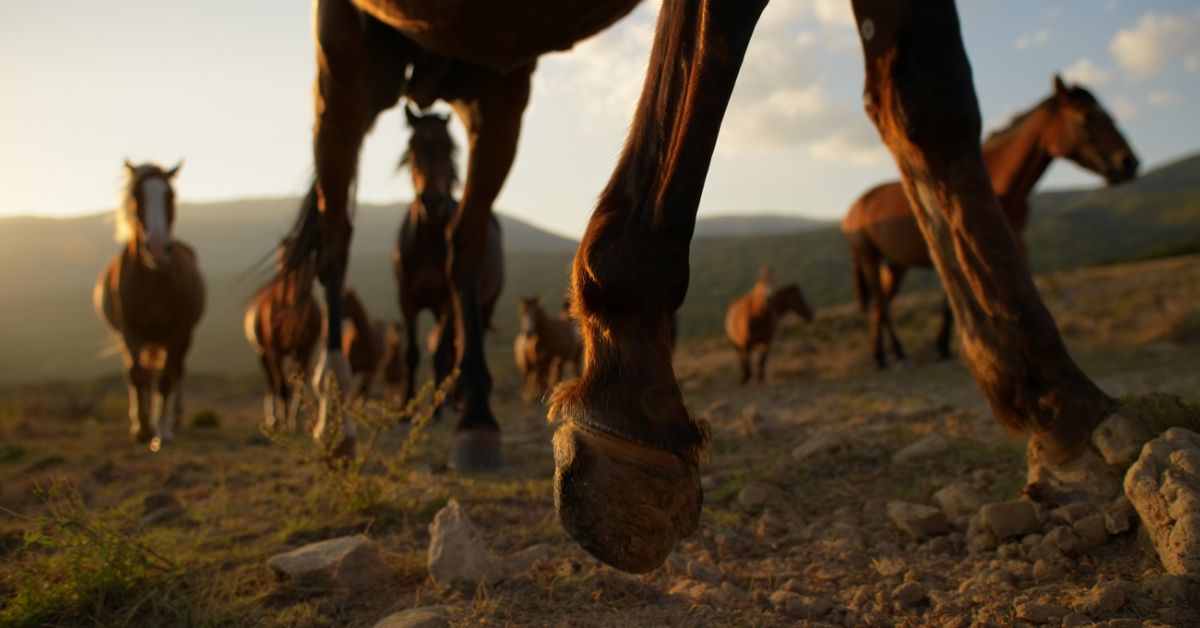 What Happens to Wild Horses Hooves