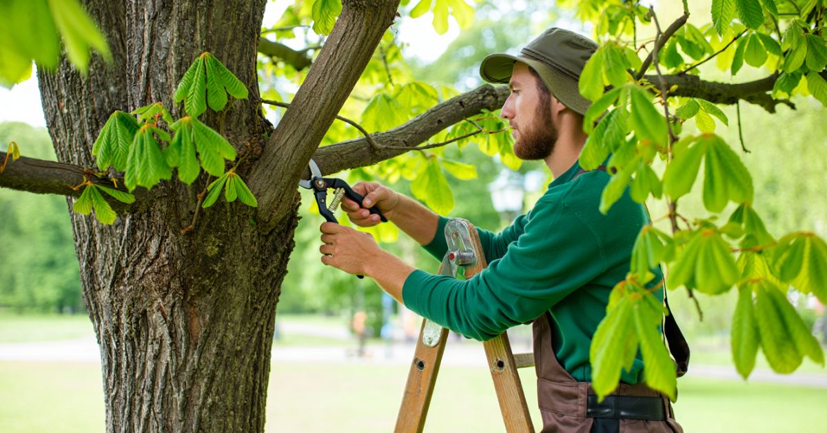 What Is Horse Chestnut Trimming