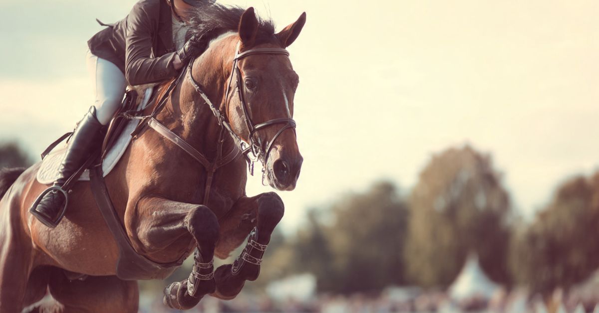 What Is Horse Jumping Called