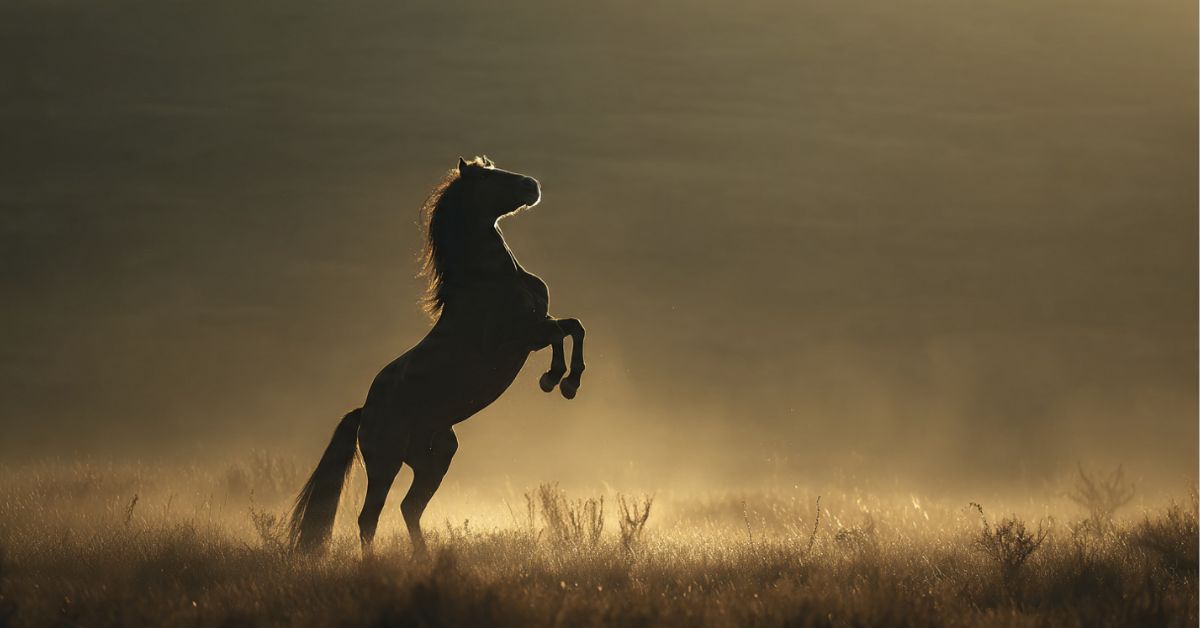 What Is It Called When a Horse Rears Up