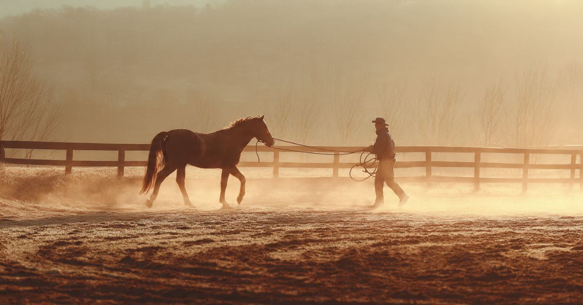 What Is Lunging a Horse