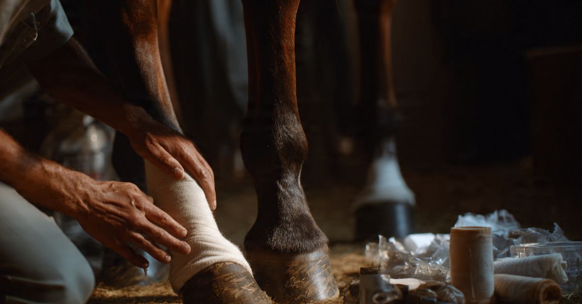 What Is Proud Flesh Horses