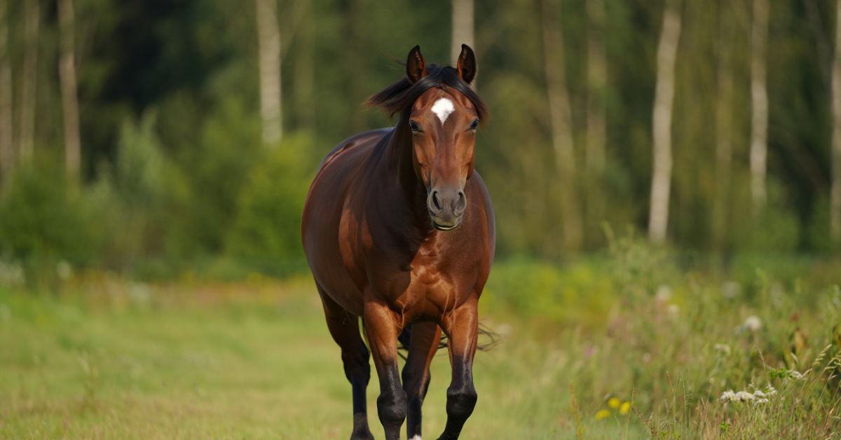 What Is Teeth Floating in Horses