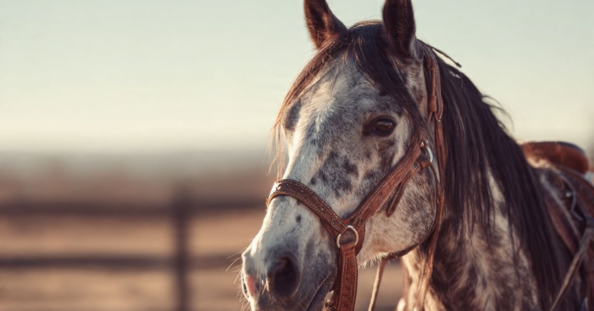 What Is a Bridle Horse