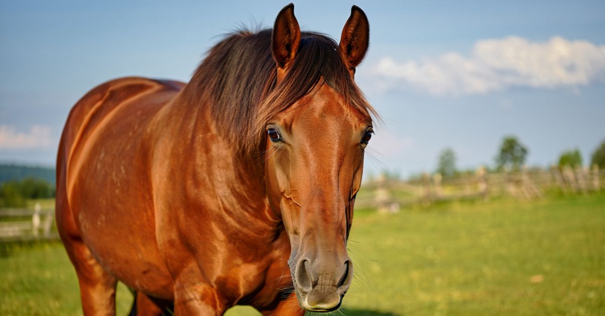 What Is a Nag Horse