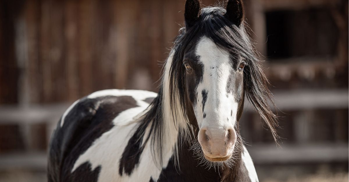 What Is a Piebald Horse