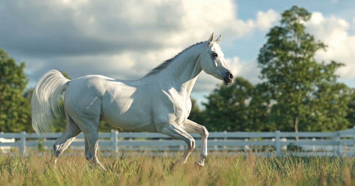 What Is a Stringhalt in Horses