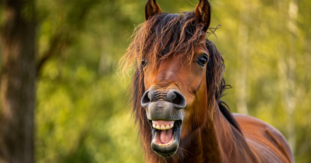 What Noises Do Horses Make