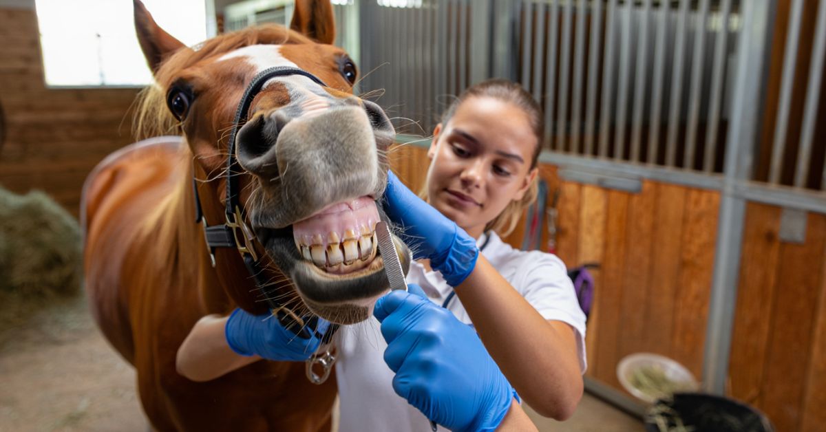 What is Floating Horse Teeth