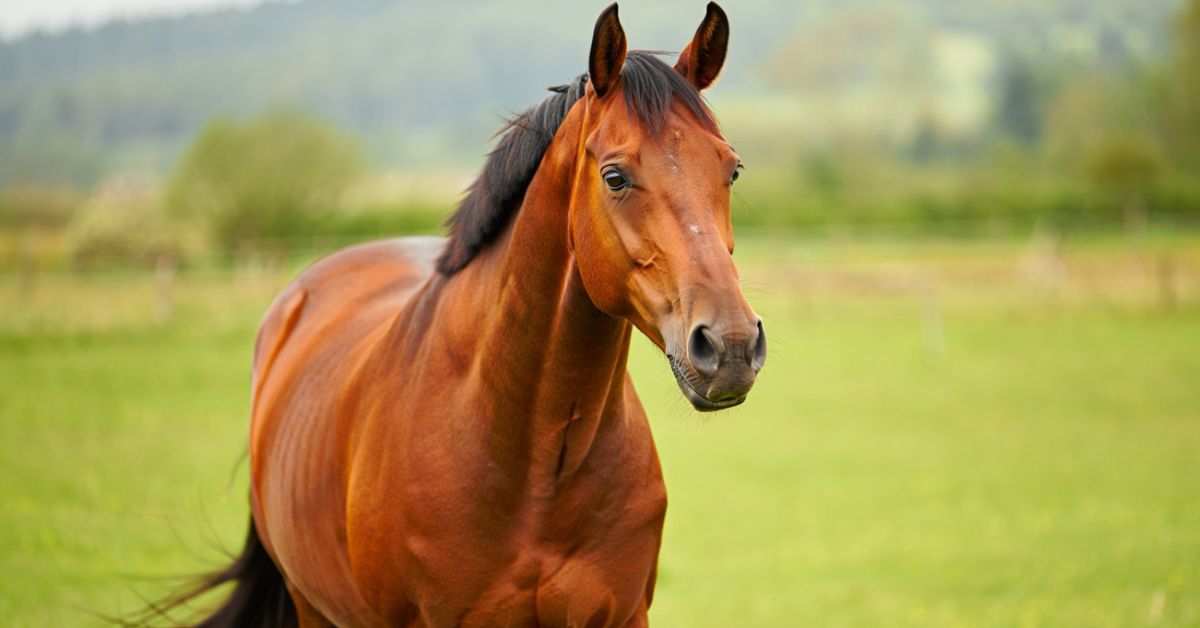 What is Normal Temperature for a Horse