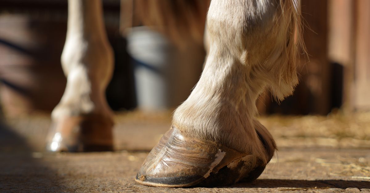 What is Ringbone on a Horse: Complete Guide to Symptoms, Treatment & Prevention