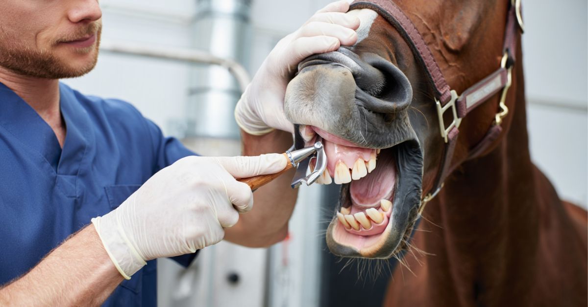 What is Stringhalt in Horses