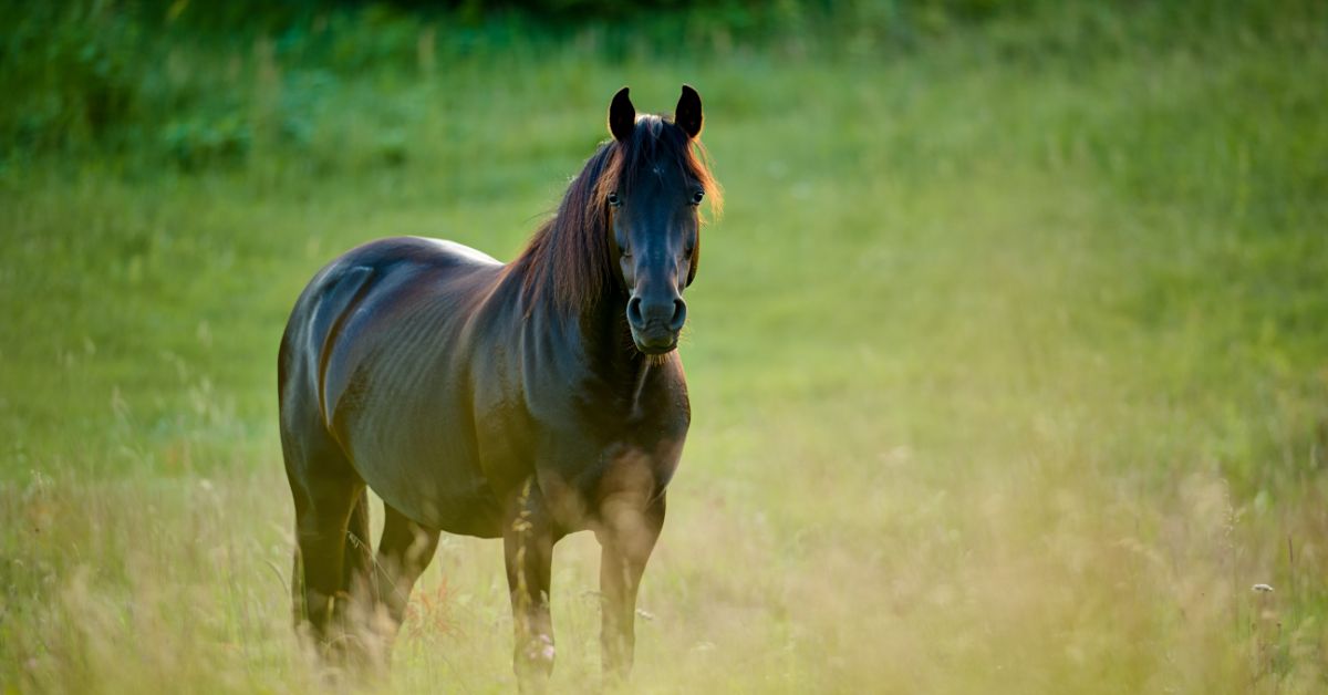 What is a Green Horse