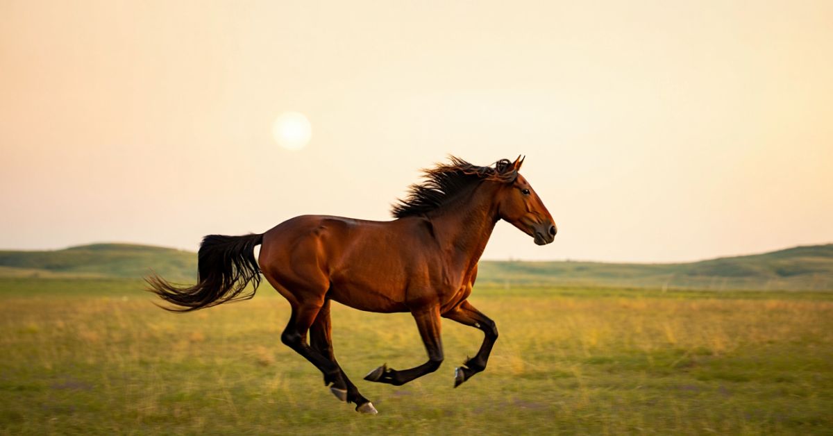 What is a Maverick Horse