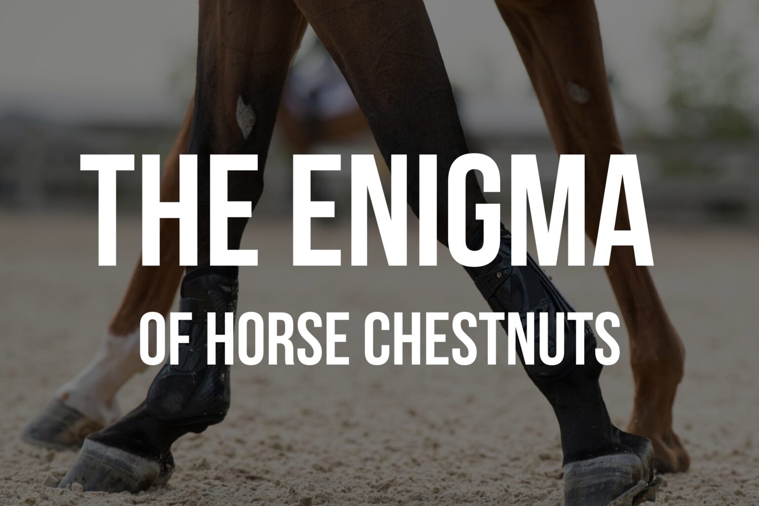 What is a chestnut on a horse?