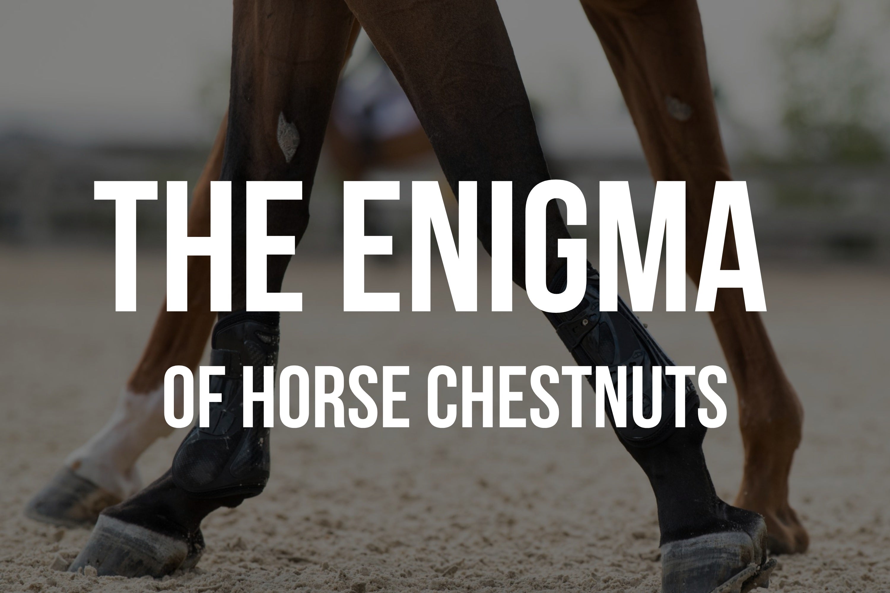 What is a chestnut on a horse