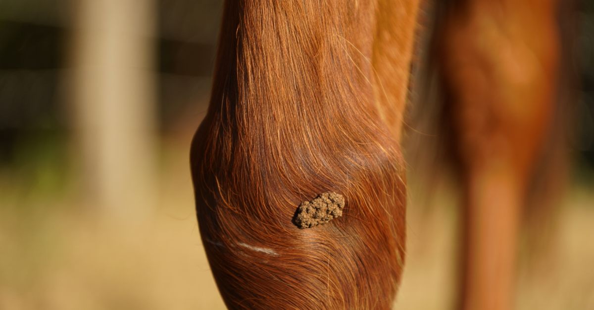 What is an Ergot on a Horse