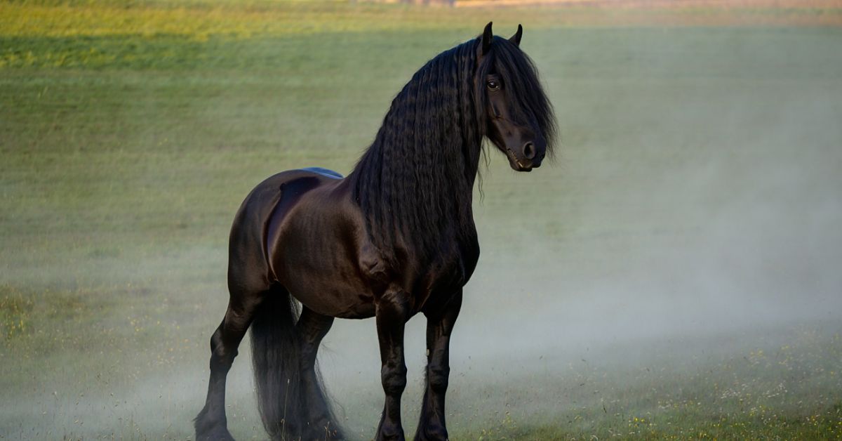 What is the Rarest Horse Breed