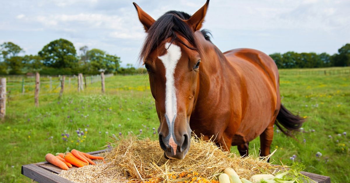 What to Feed a Horse with Loose Droppings