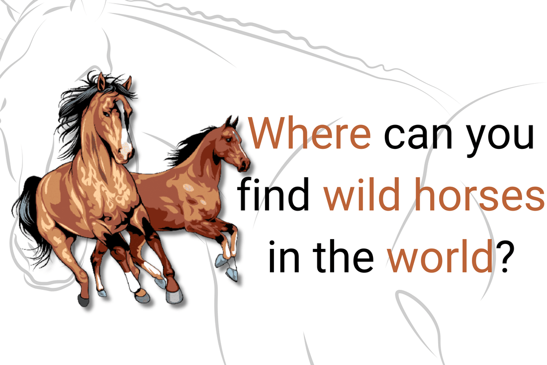 Where can you find wild horses in the world